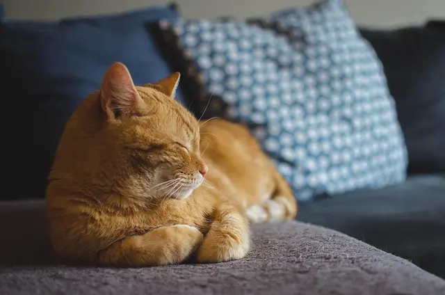 Les 10 Meilleures Solutions Naturelles pour Combattre l'Insomnie