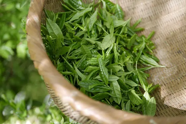 Les Bienfaits des Plantes Médicinales pour Améliorer le Sommeil