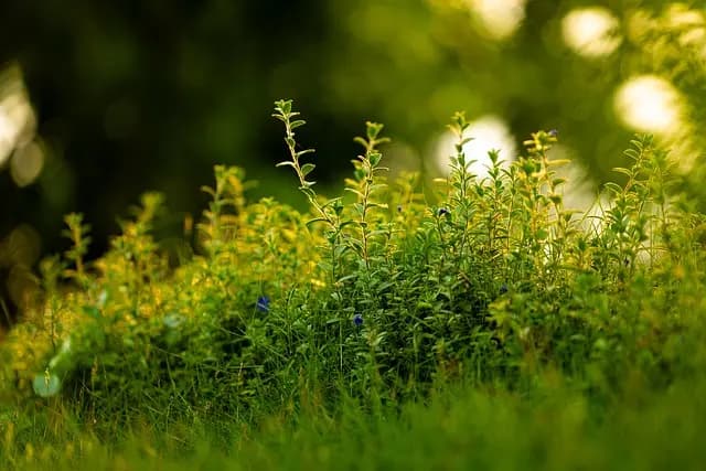 Comment Choisir les Meilleures Méthodes Naturelles pour l'Insomnie