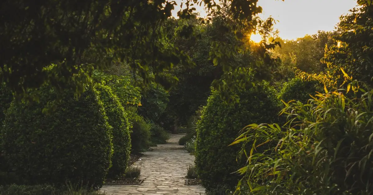 5 Plantes Médicinales Efficaces pour Combattre l'Insomnie