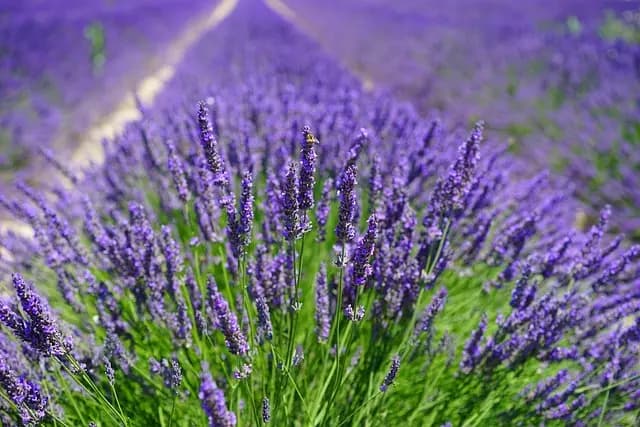 10 Plantes Médicinales pour Combattre l'Insomnie Efficacement
