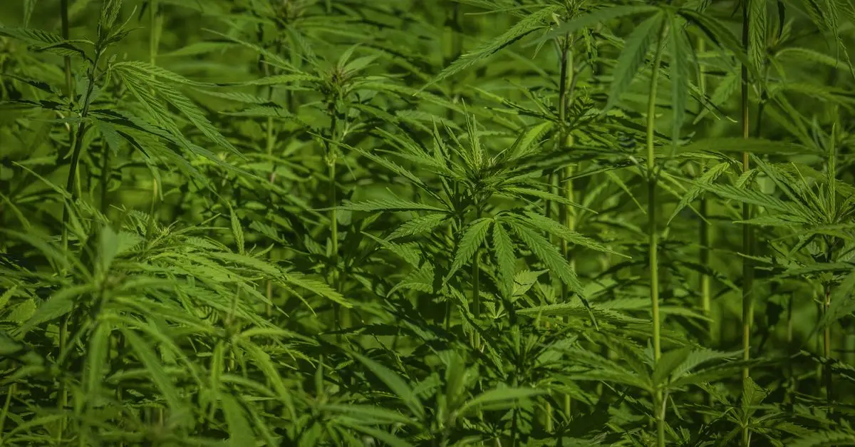 Les 10 Meilleures Plantes Médicinales pour Combattre l'Insomnie