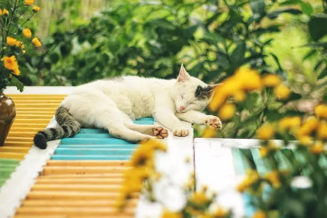 Les 10 Solutions Naturelles pour Lutter Contre l'Insomnie