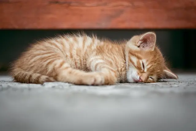 Comprendre les Bienfaits du Sommeil sur la Santé