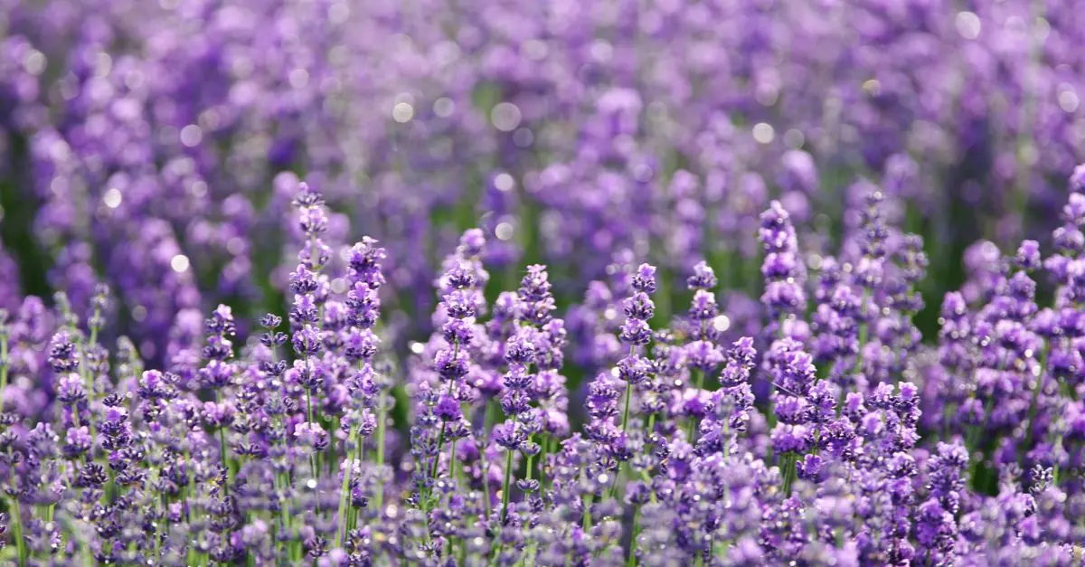 Comparatif : Huiles Essentielles pour le Sommeil