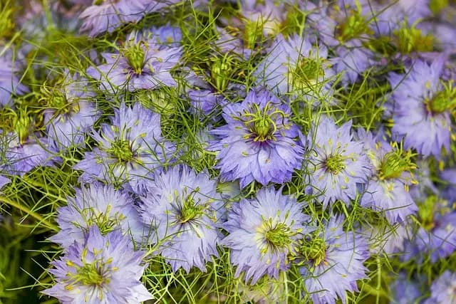 10 Plantes Médicinales pour Soulager l'Insomnie