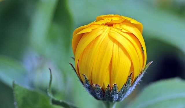 Les 10 Plantes Médicinales pour Soulager l'Insomnie