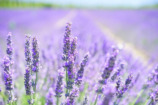 Les 5 Meilleures Plantes Médicinales pour Lutter Contre l'Insomnie