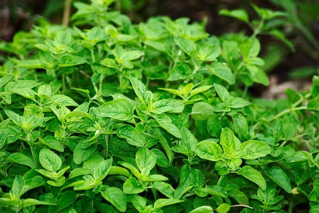 10 Plantes Médicinales pour Améliorer Votre Sommeil