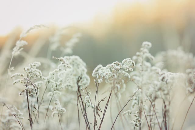 Guide Complet des Plantes Médicinales pour Soulager l'Insomnie