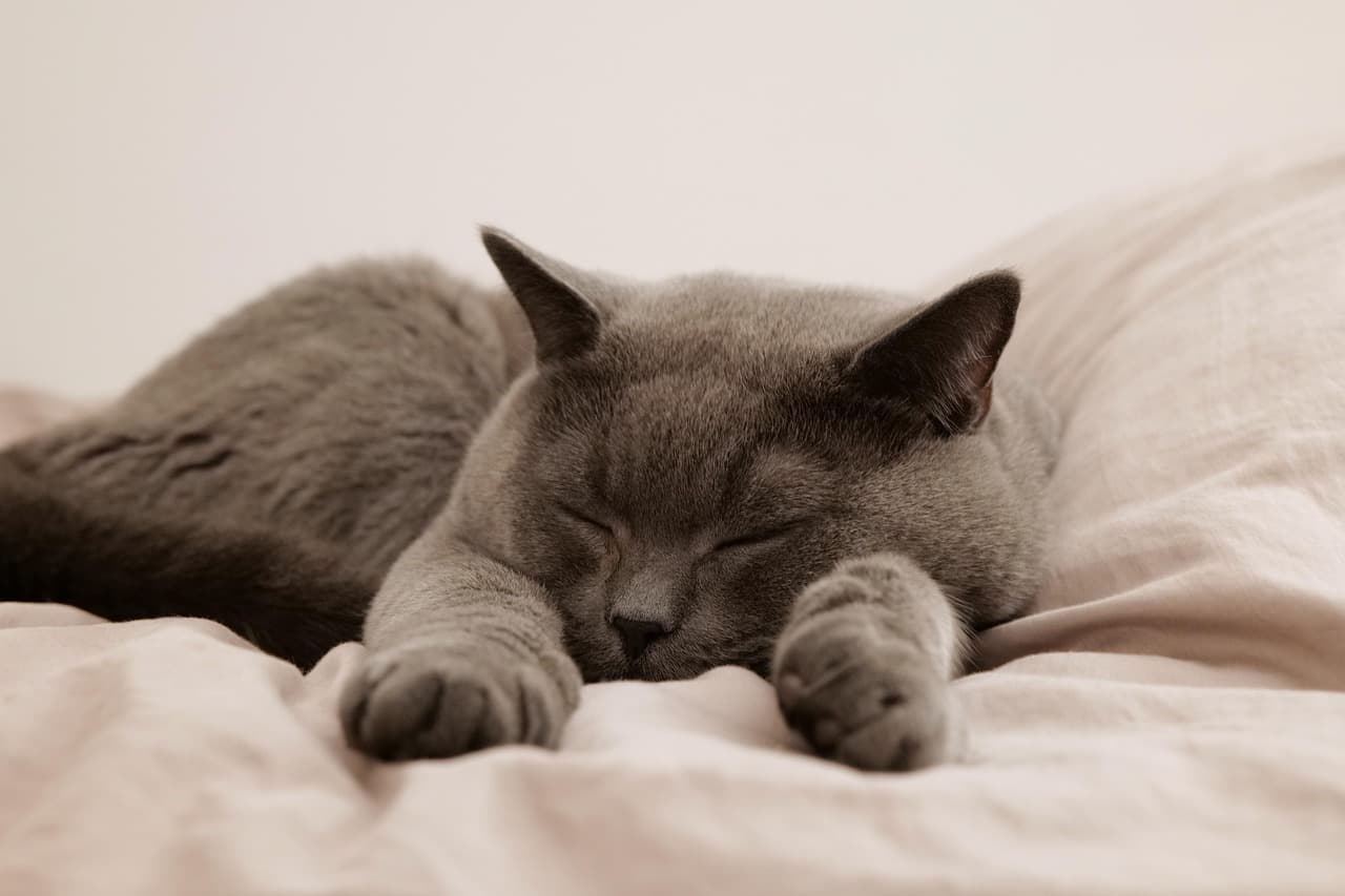 Les Meilleures Pratiques de Sommeil pour Lutter contre l'Insomnie