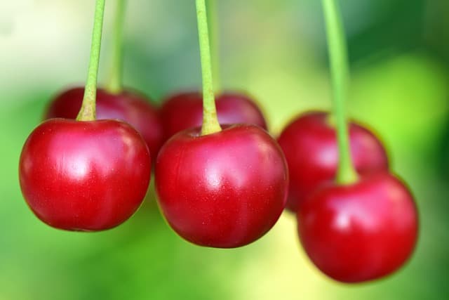 20 Aliments qui Favorisent un Sommeil Réparateur